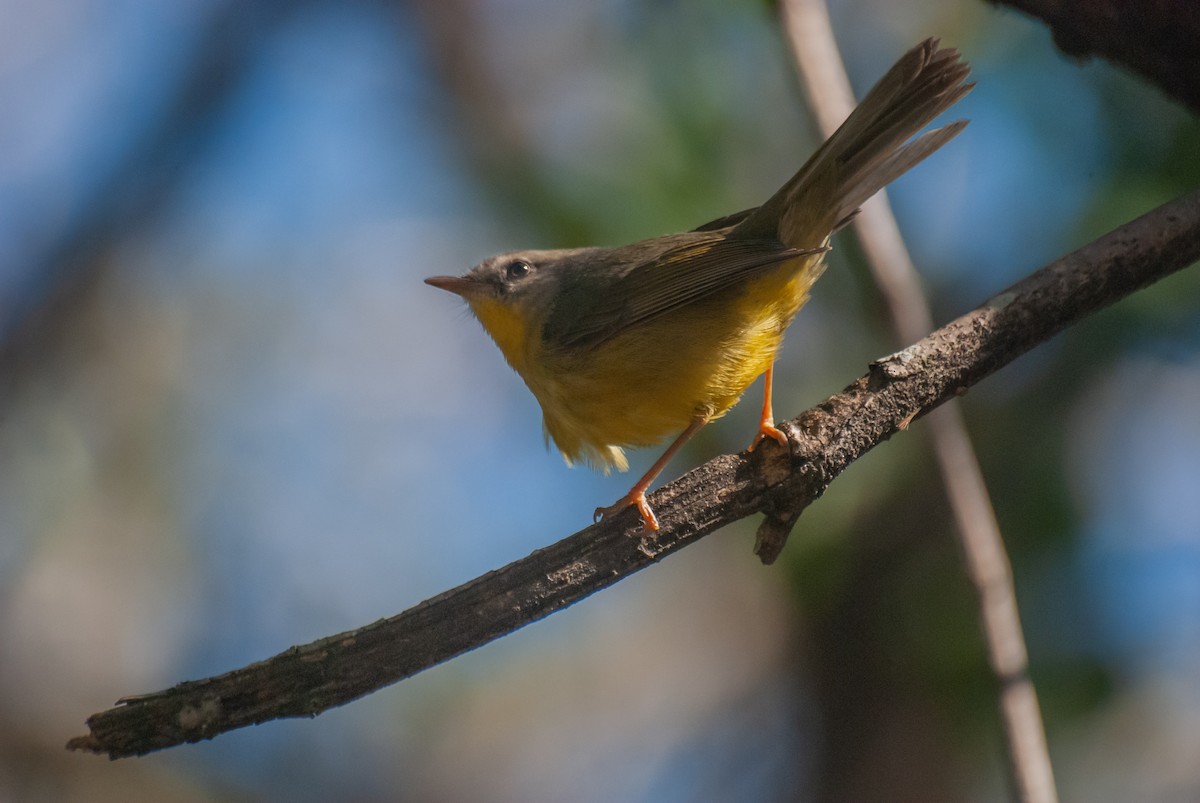 Golden-crowned Warbler - ML640925559