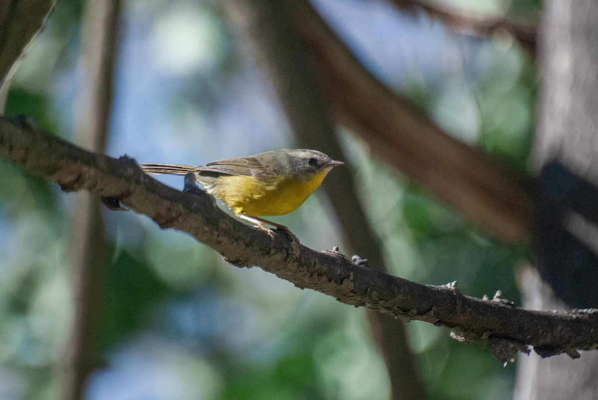Golden-crowned Warbler - ML640925560