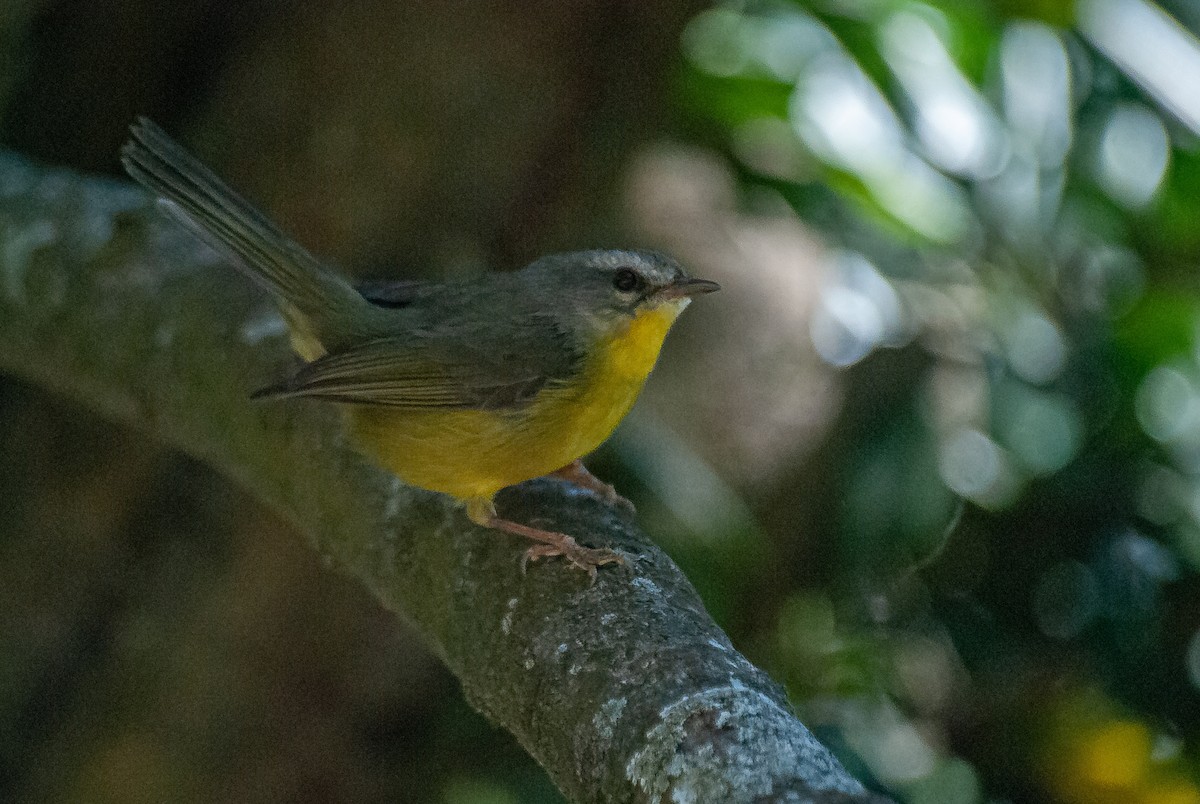Golden-crowned Warbler - ML640925562