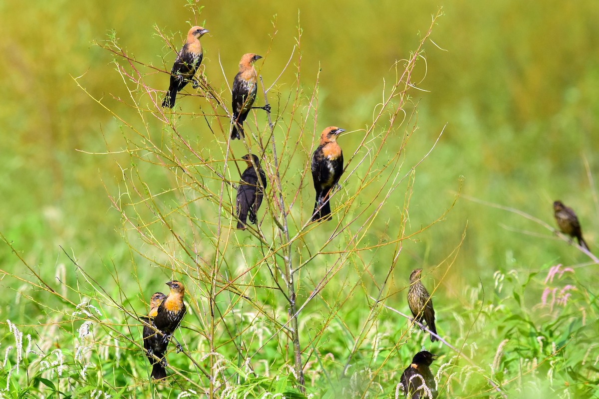 Yellow-headed Blackbird - ML64092561