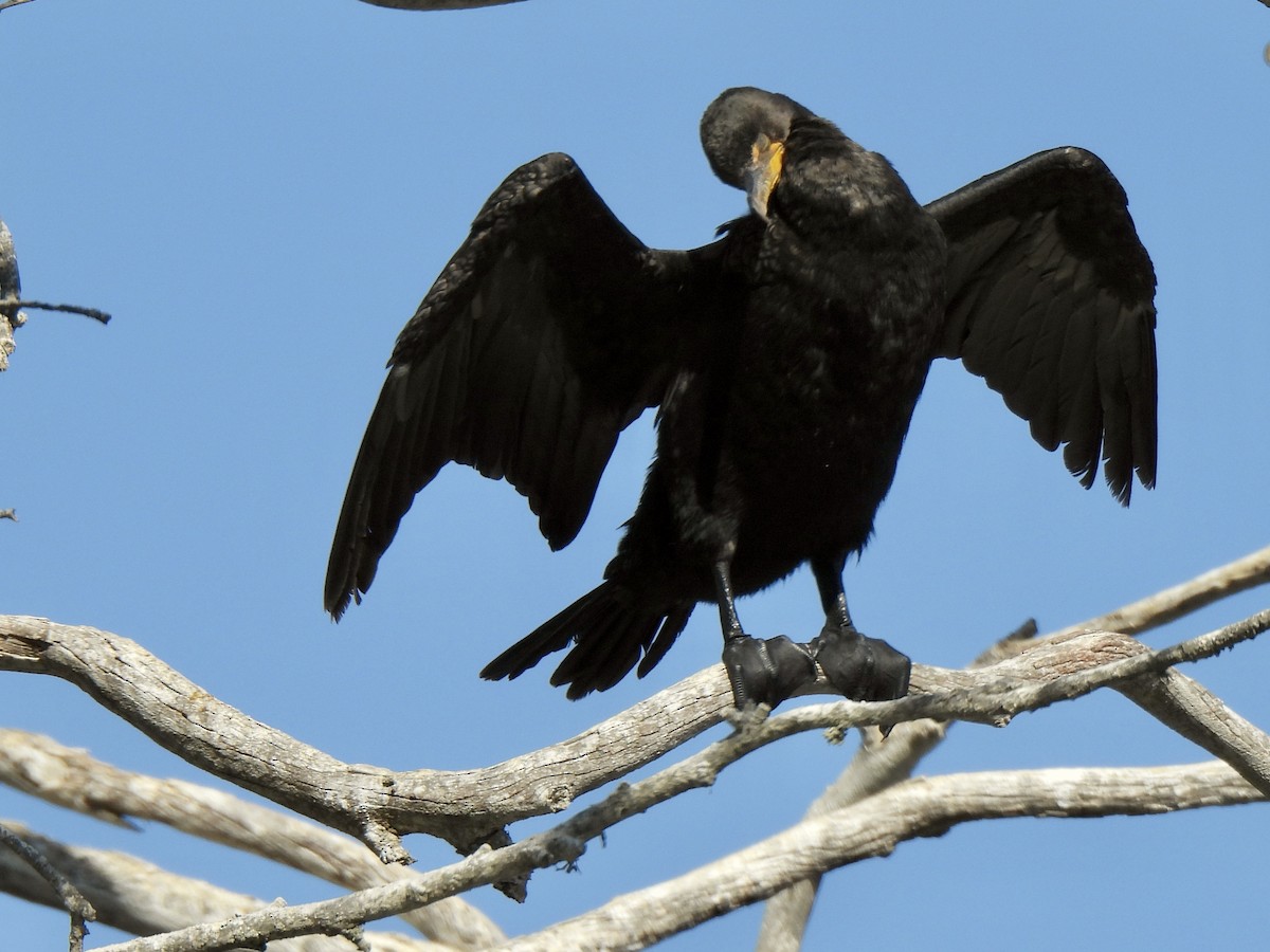 Double-crested Cormorant - ML640925625