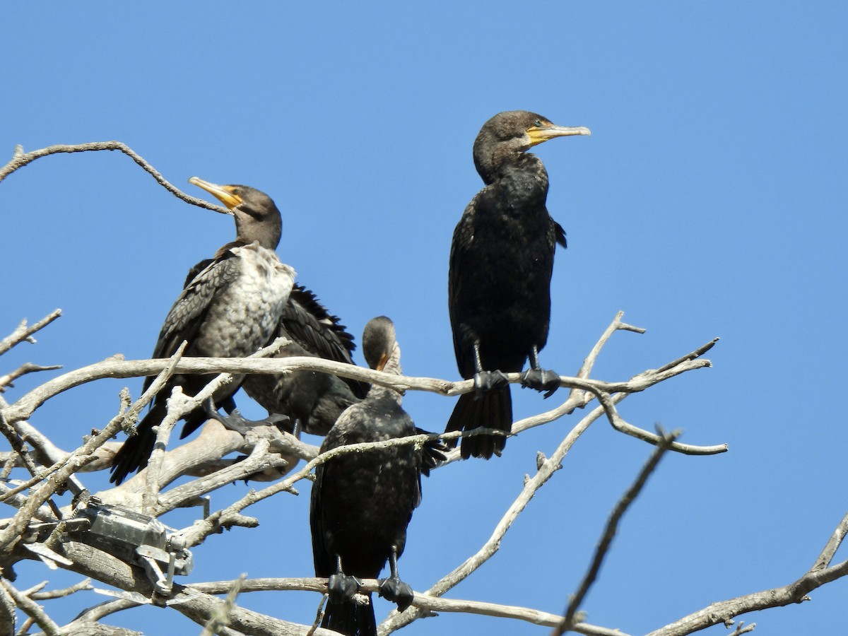 Double-crested Cormorant - ML640925628