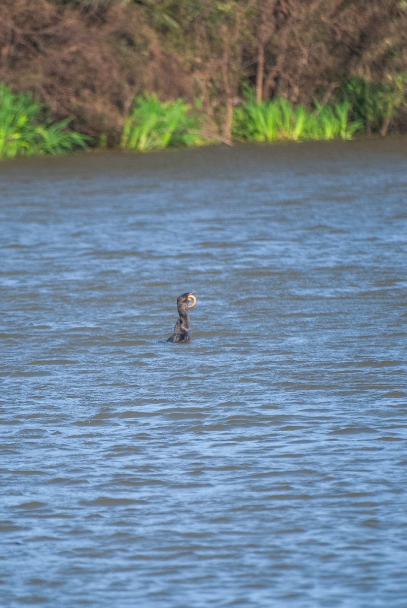 Neotropic Cormorant - ML640925634