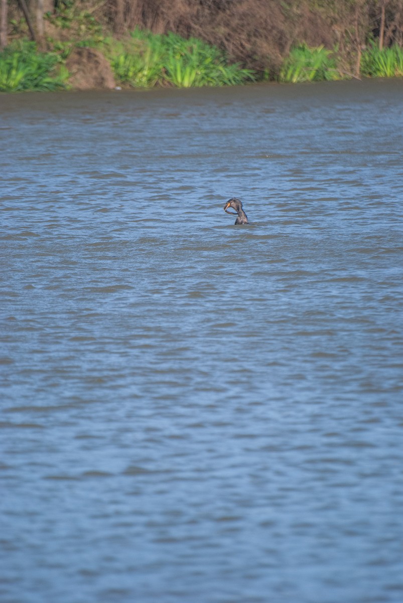 Neotropic Cormorant - ML640925635