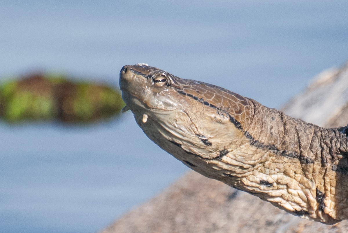 Hilaire's Side-necked Turtle - ML640925676