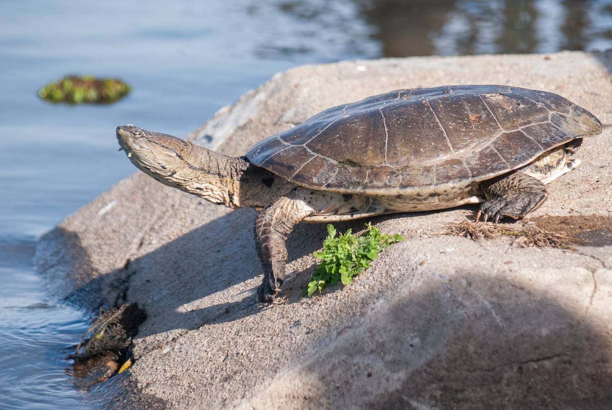 Hilaire's Side-necked Turtle - ML640925677