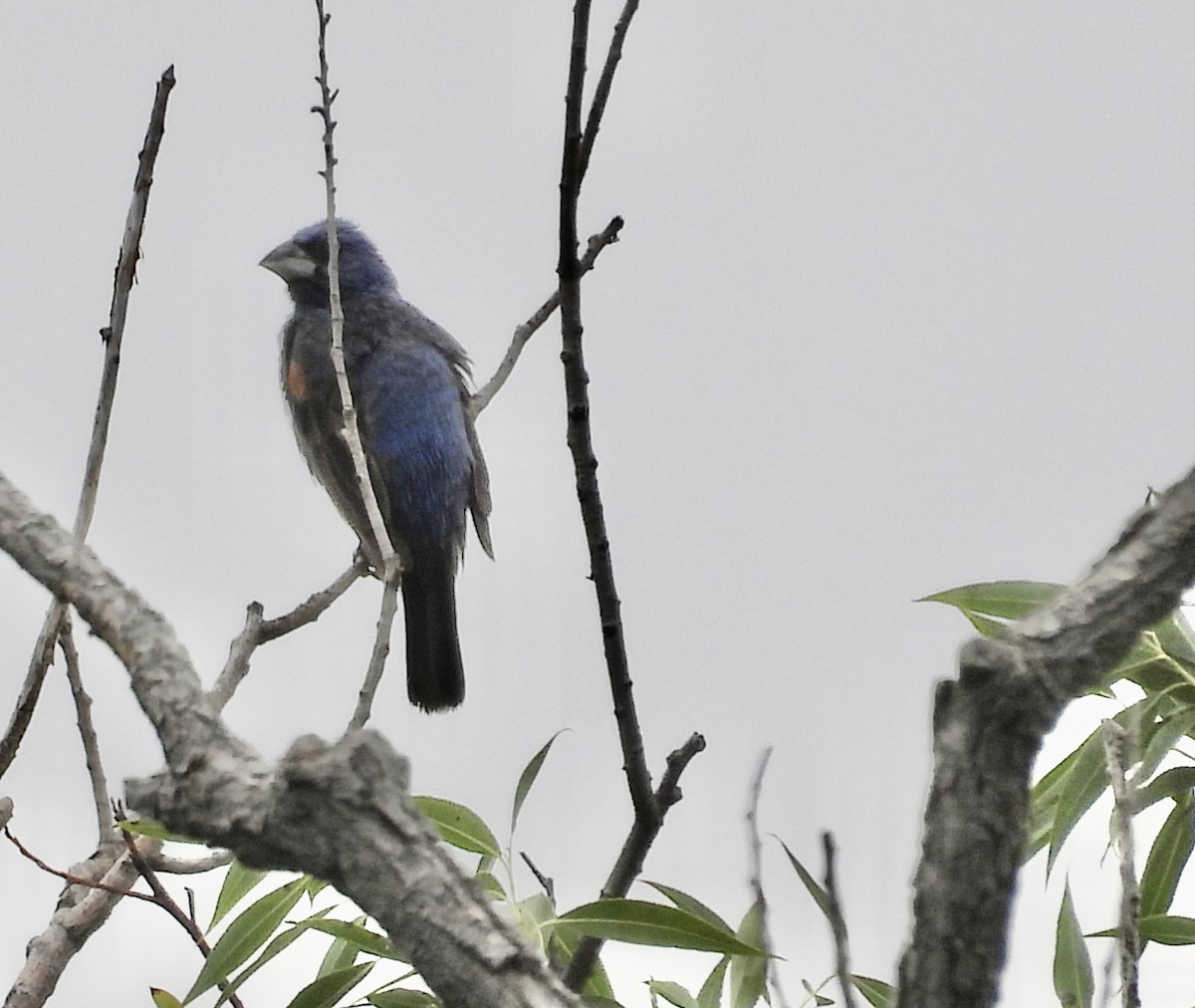 Blue Grosbeak - ML640925683