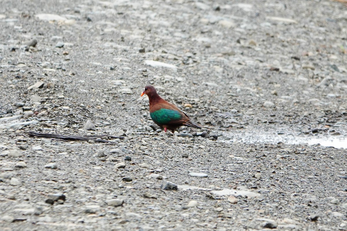 Stephan's Dove - ML640925741