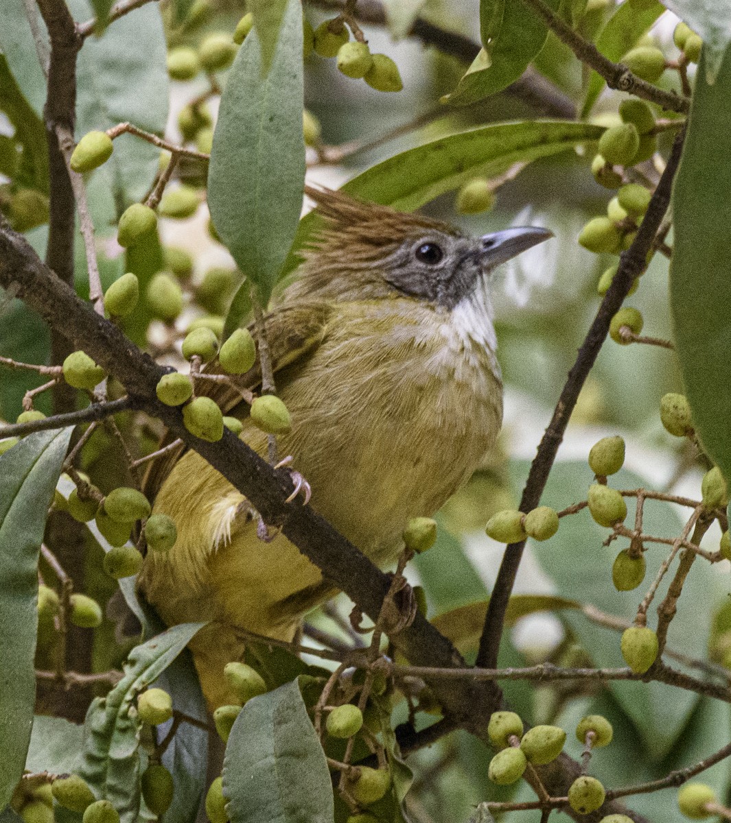 Puff-throated Bulbul - ML640925767