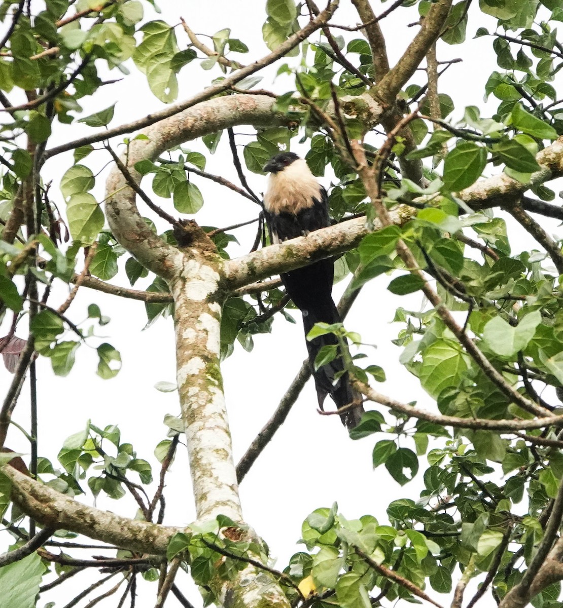 Pied Coucal - ML640925769