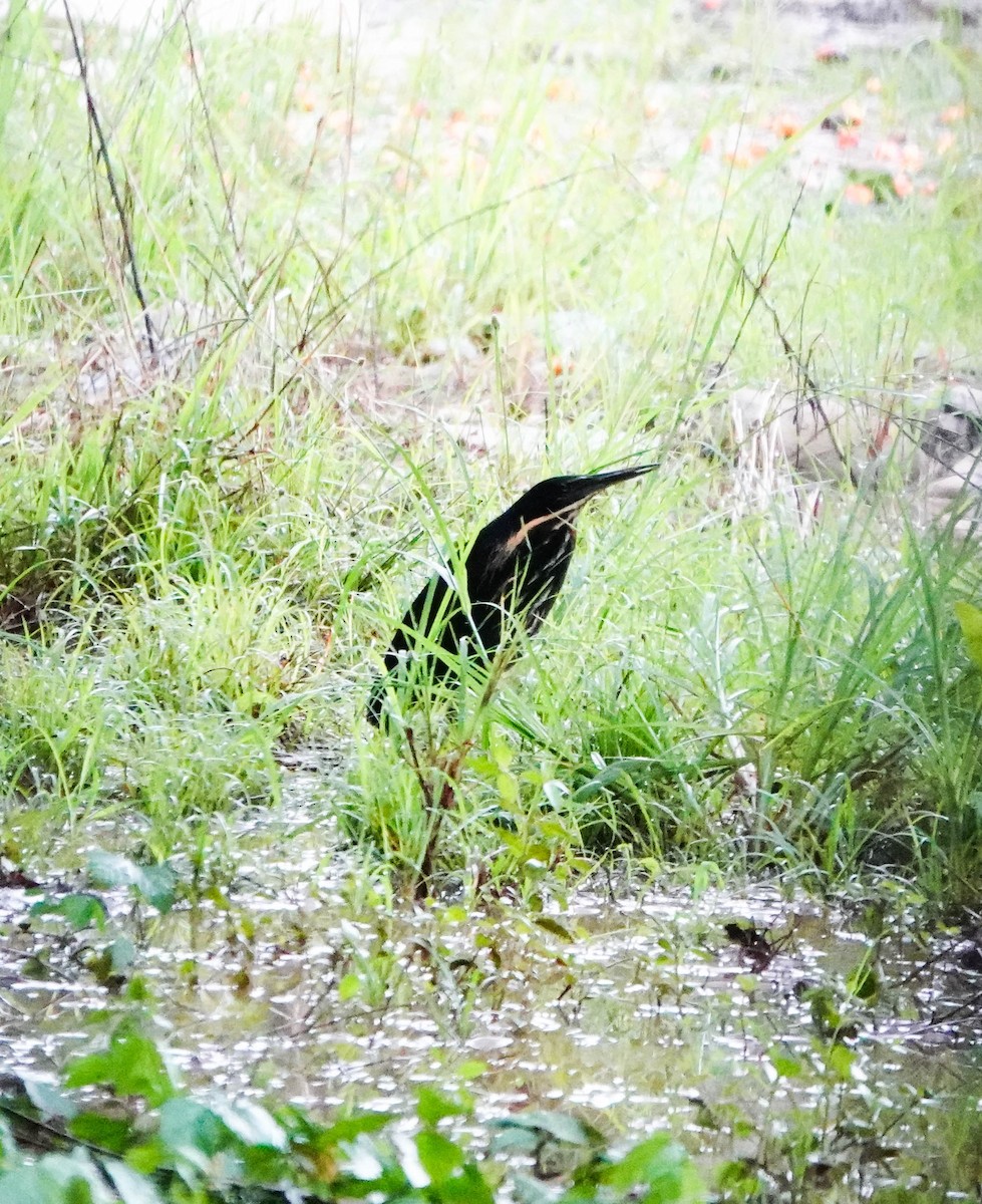 Black Bittern - ML640925781