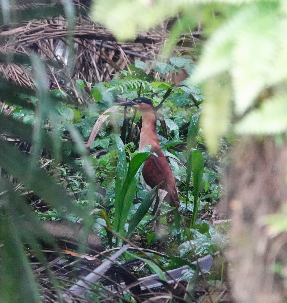 Nankeen Night Heron - ML640925786