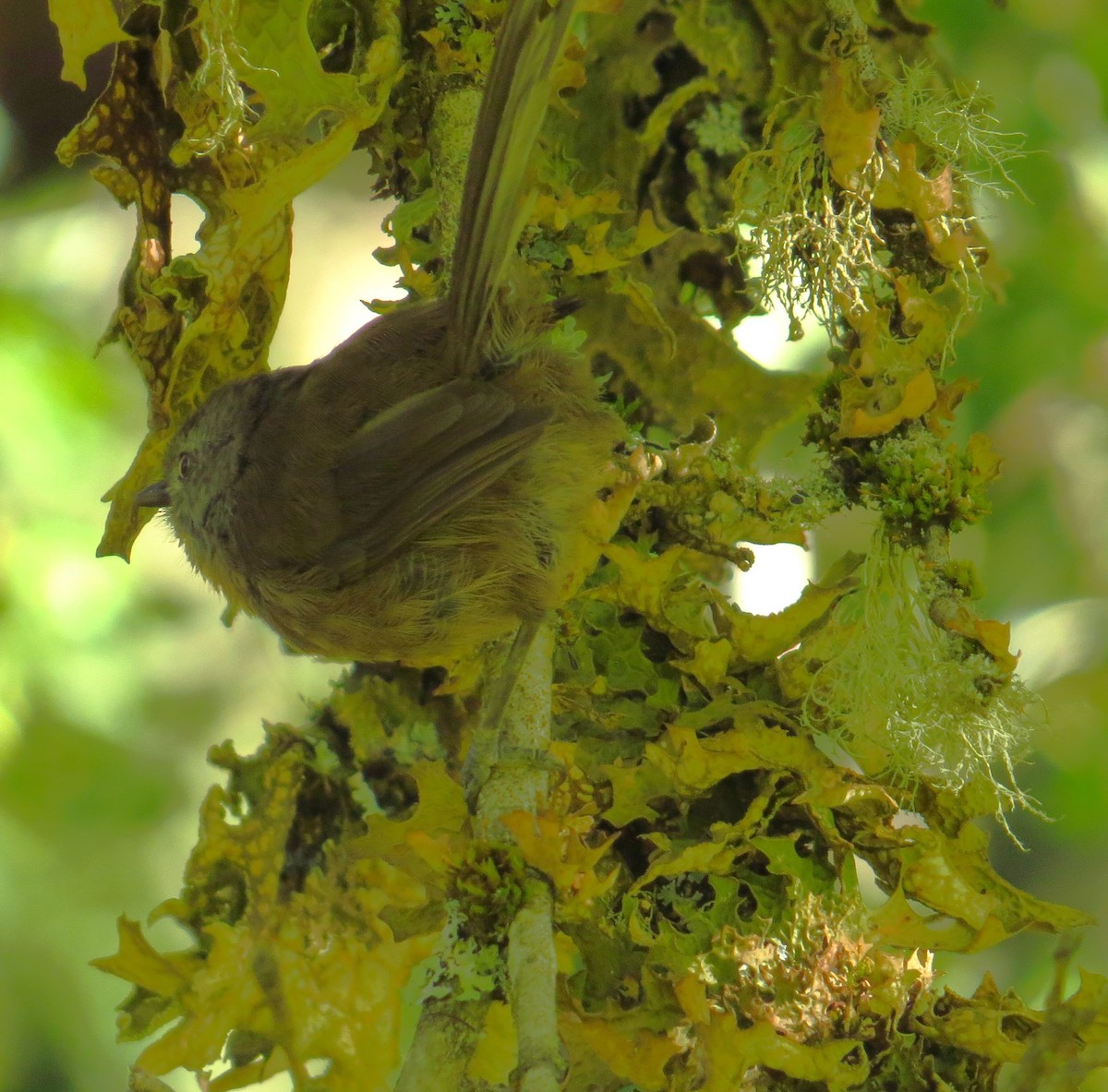 Wrentit - ML640925789