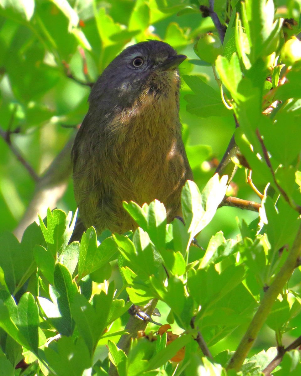 Wrentit - ML640925790