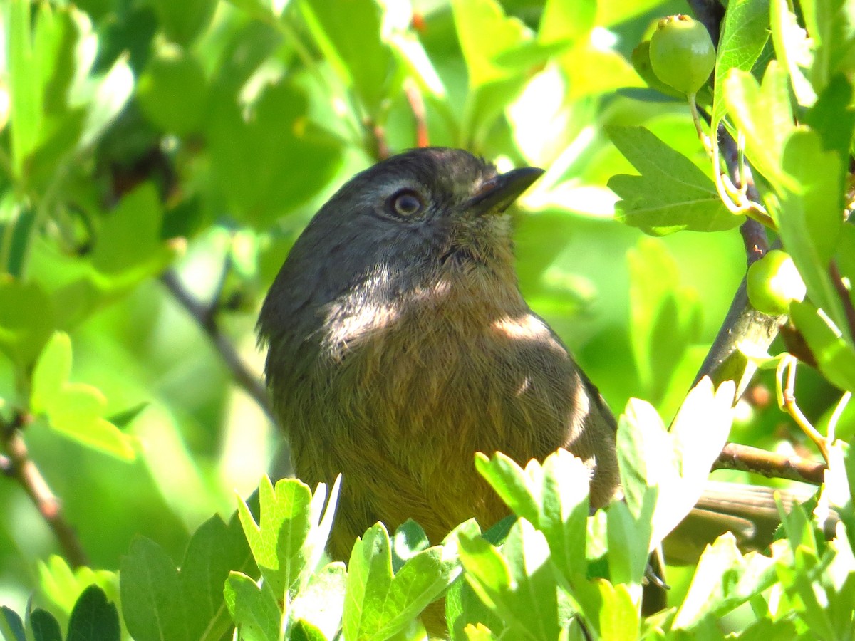 Wrentit - ML640925791