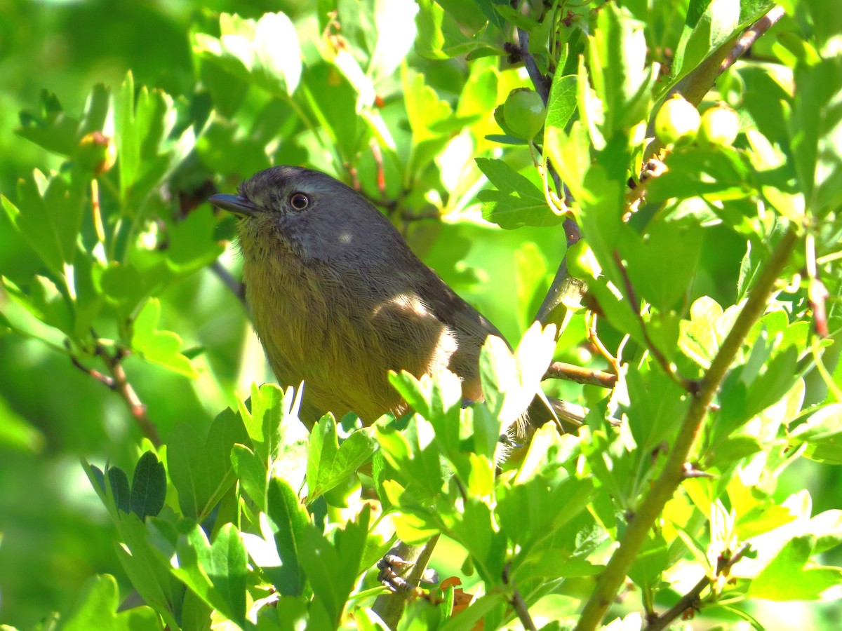 Wrentit - ML640925792