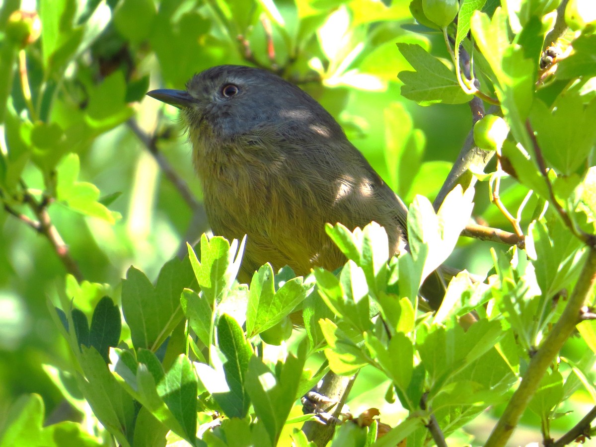 Wrentit - ML640925793