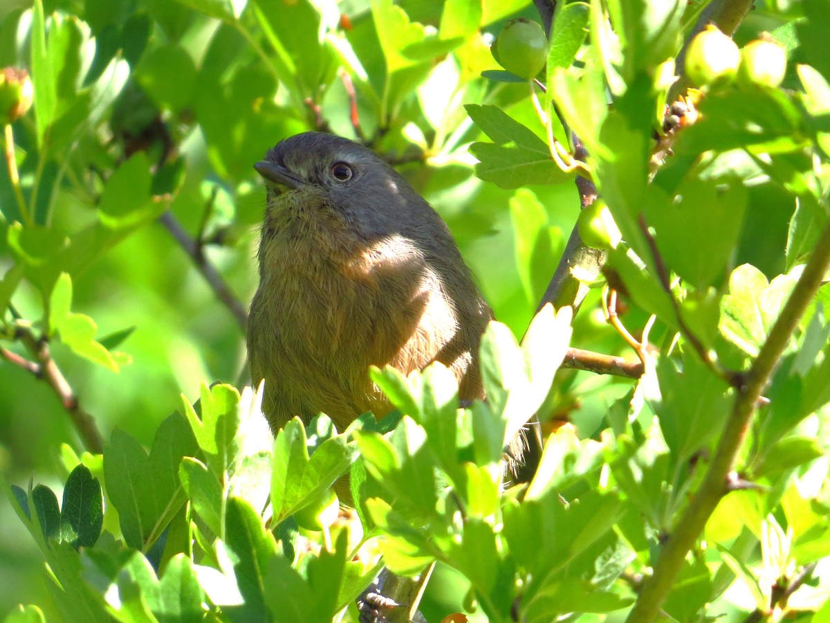 Wrentit - ML640925794