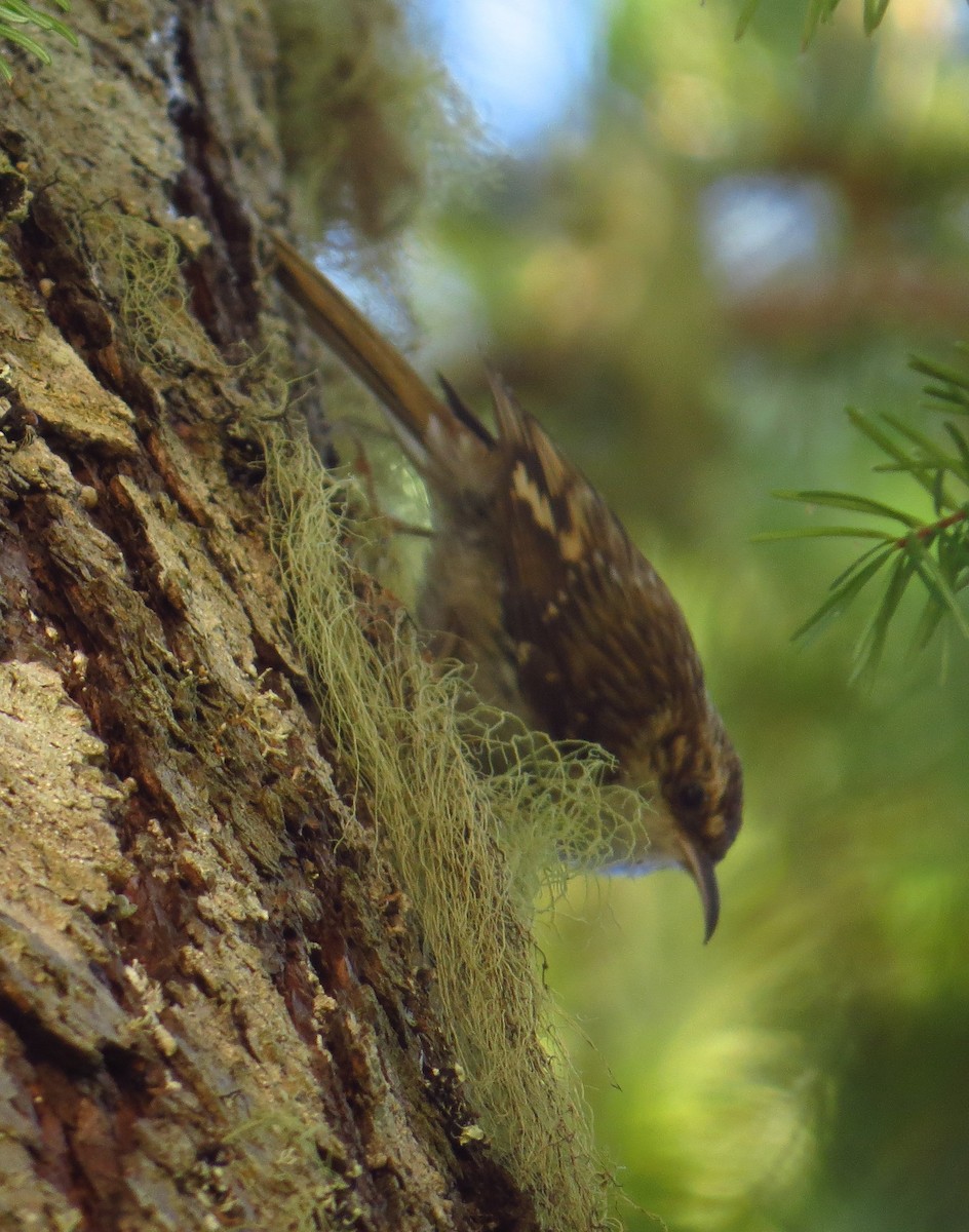 Brown Creeper - ML640925810