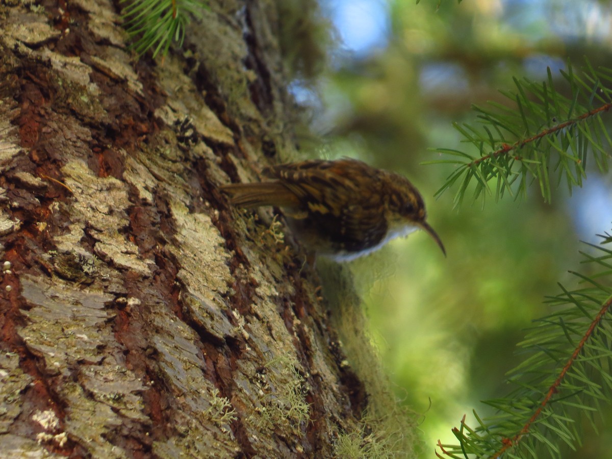 Brown Creeper - ML640925811