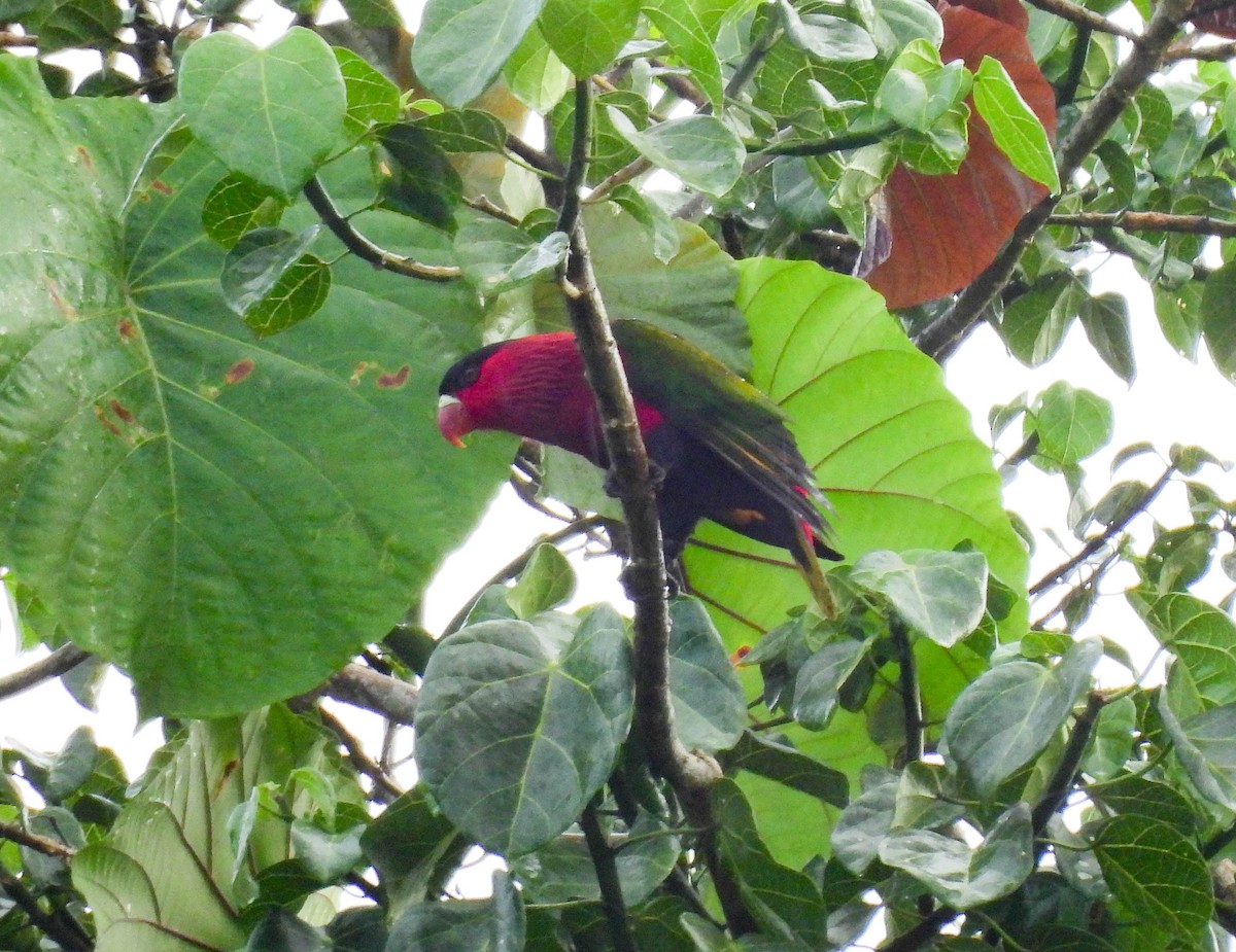 Purple-bellied Lory - ML640925814