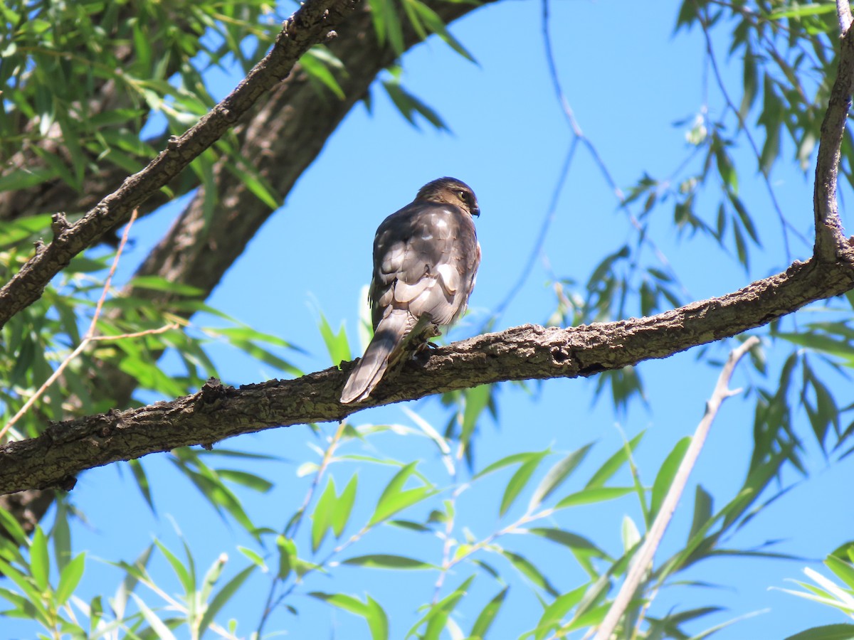 Sharp-shinned Hawk - ML640925849