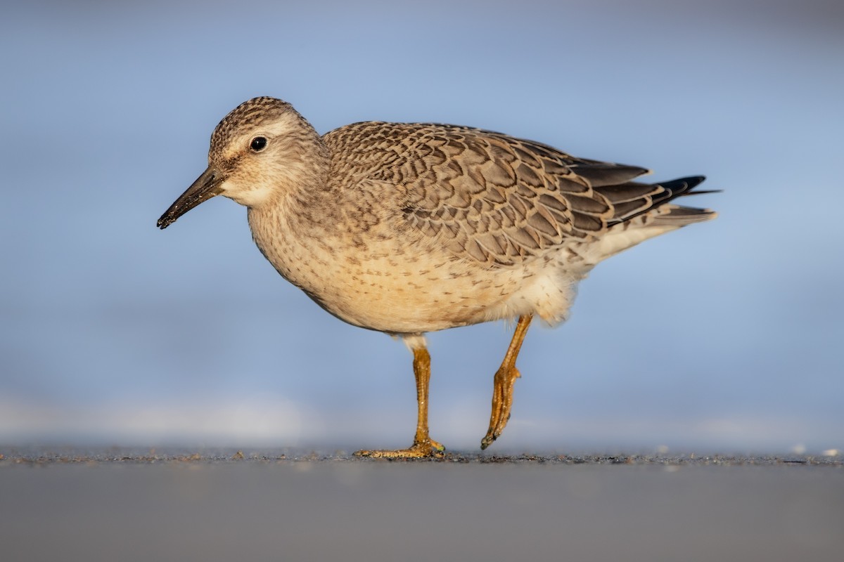 Red Knot - ML640925851