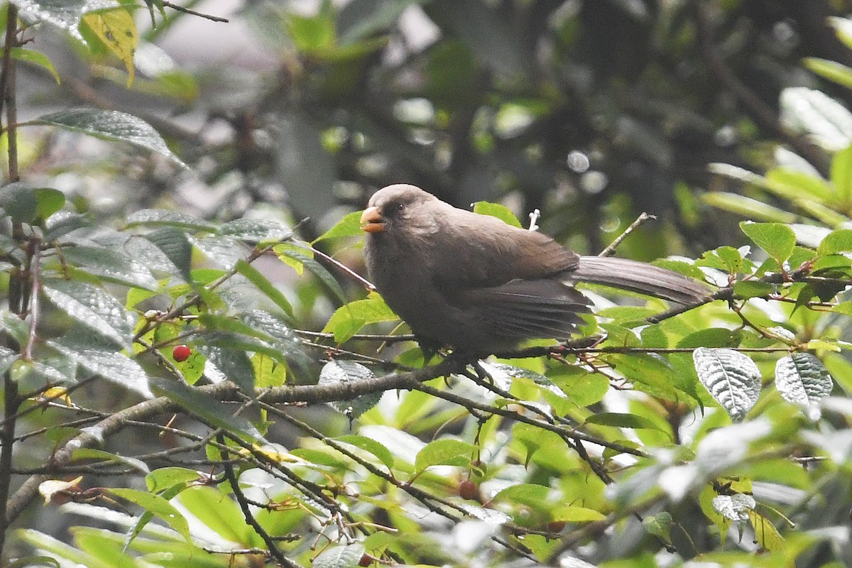 Grand Paradoxornis - ML640925978