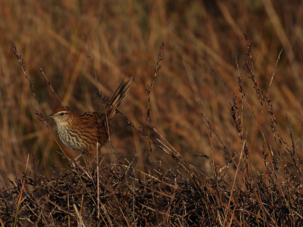 New Zealand Fernbird - ML640926001
