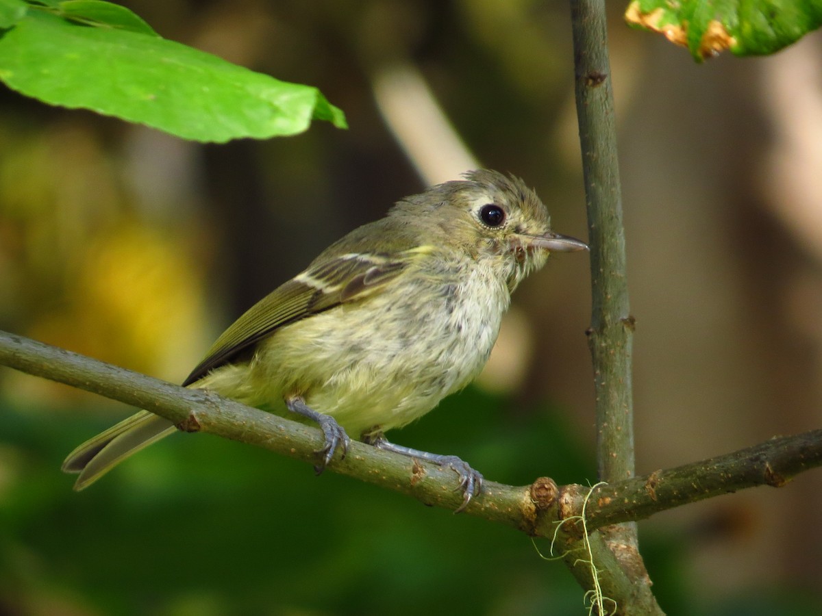 Hutton's Vireo - ML640926078