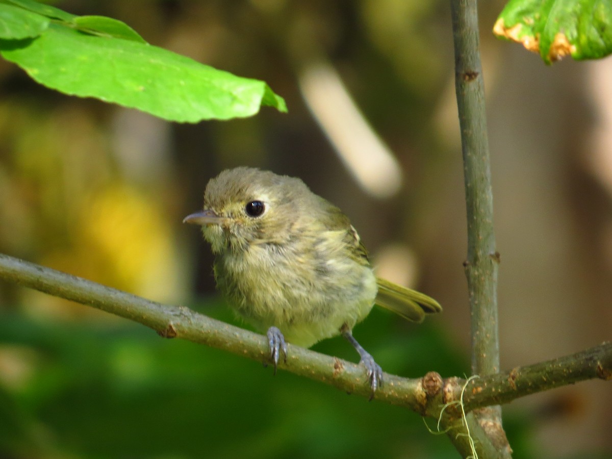 Hutton's Vireo - ML640926079