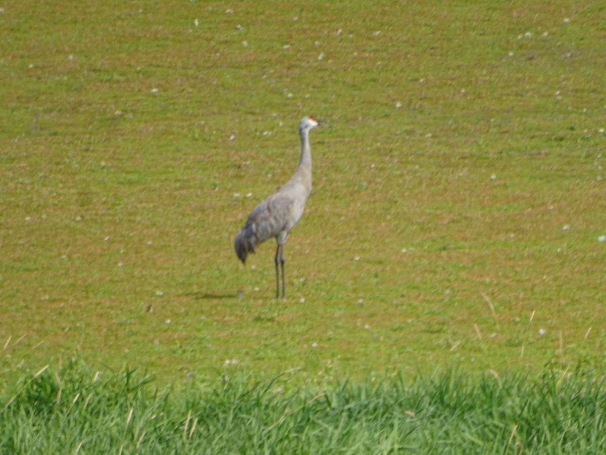 Sandhill Crane - ML640926087