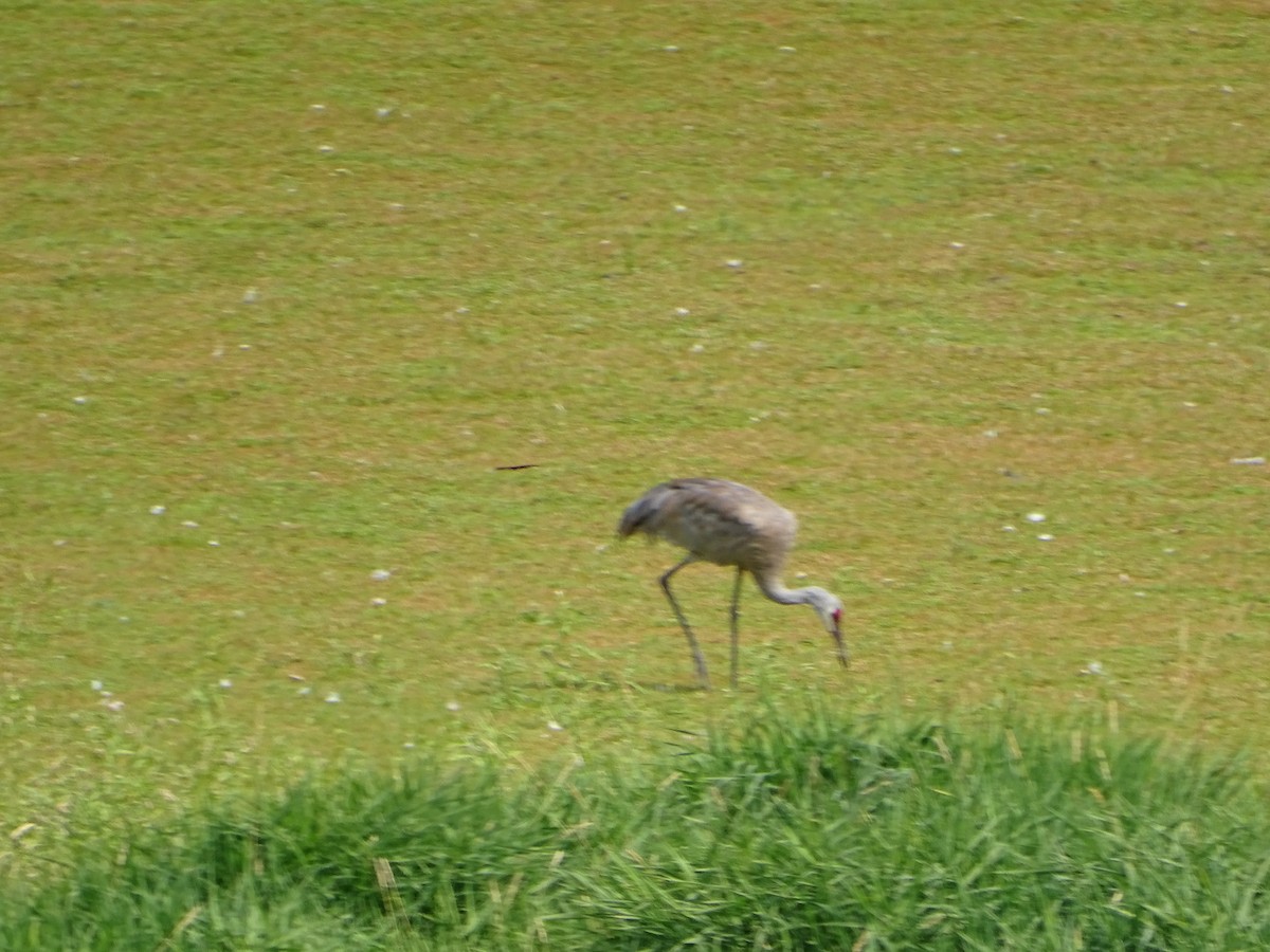 Sandhill Crane - ML640926088