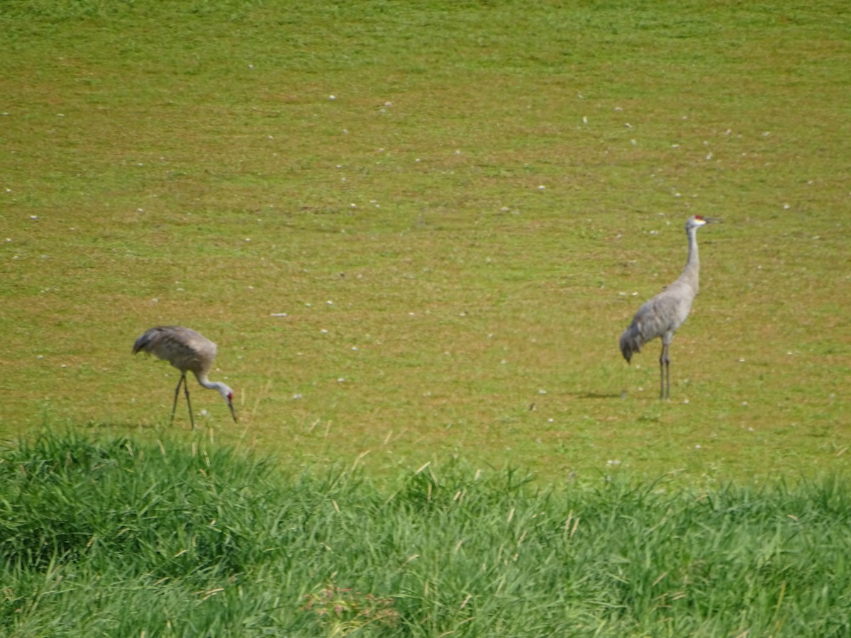 Sandhill Crane - ML640926089