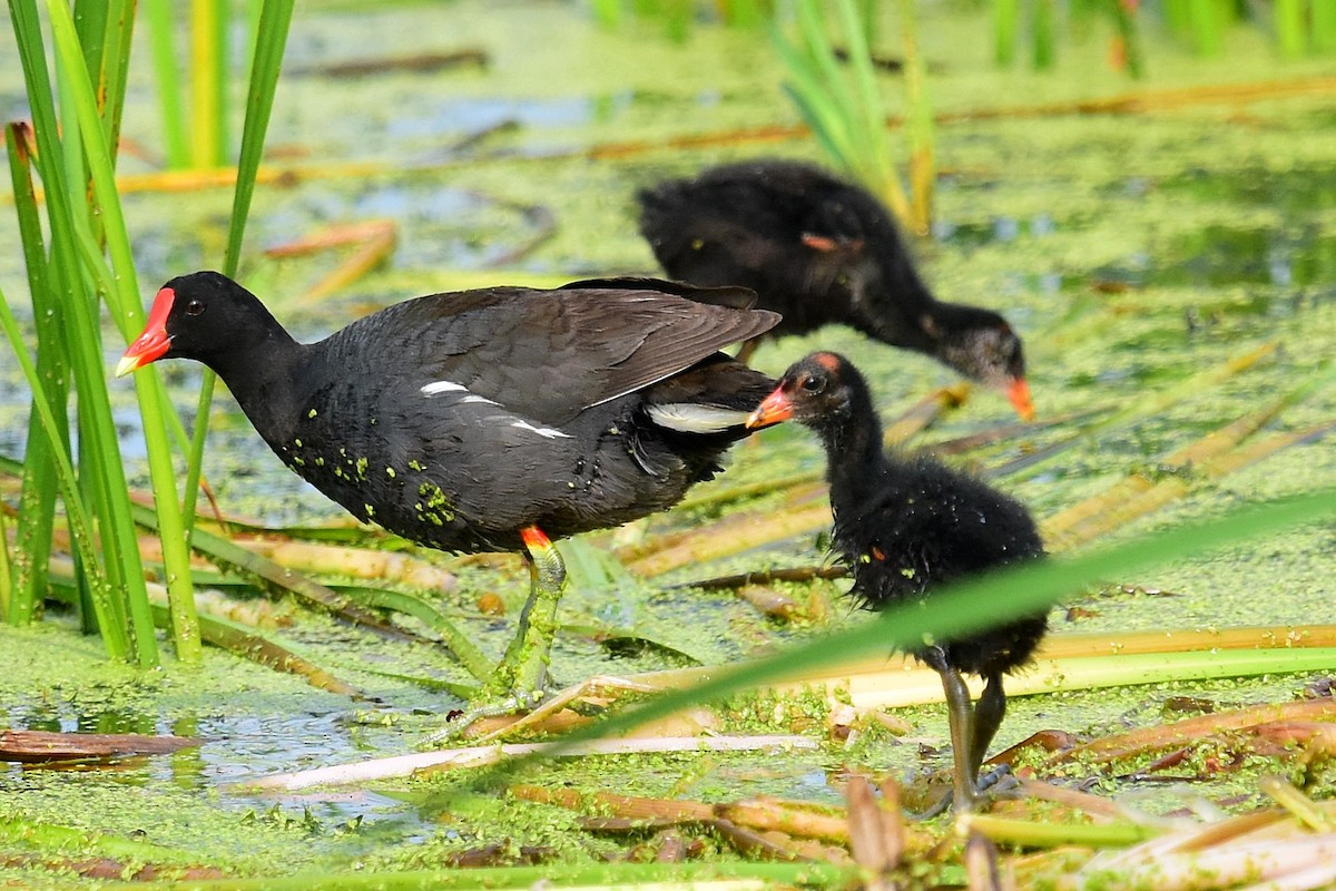 Gallinule d'Amérique - ML64092611