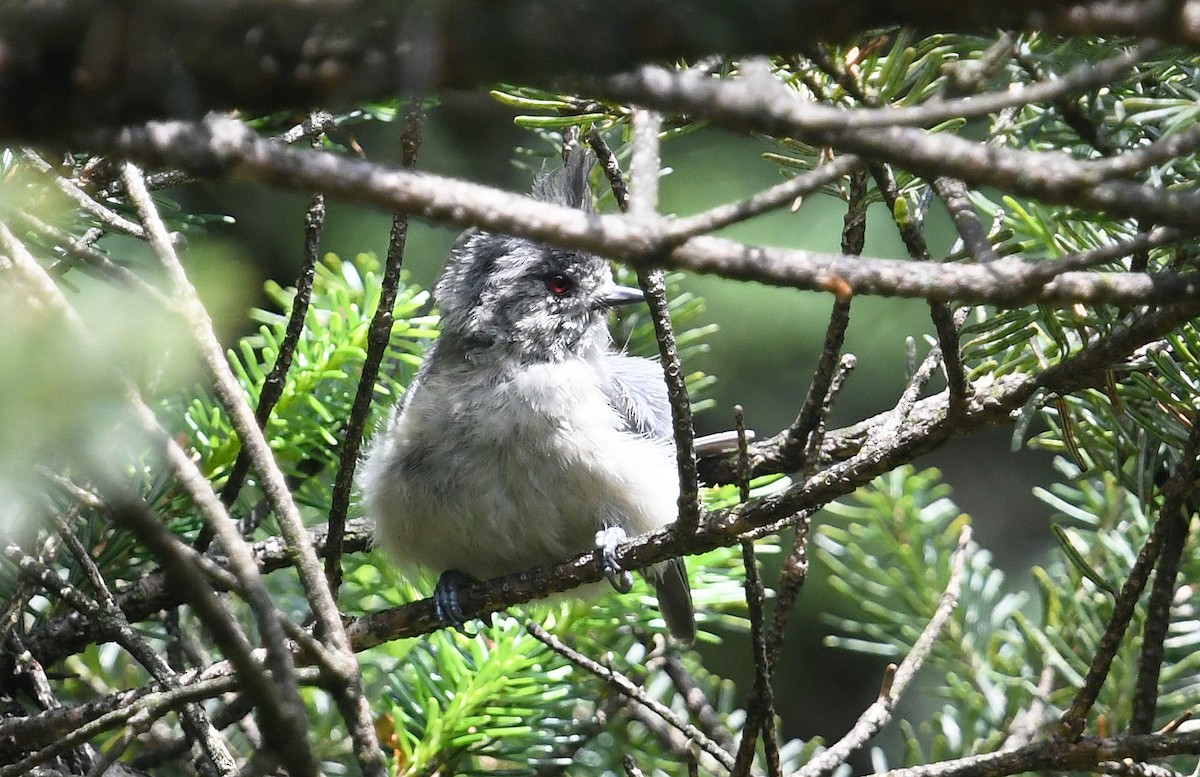 Gray-crested Tit - ML640926191