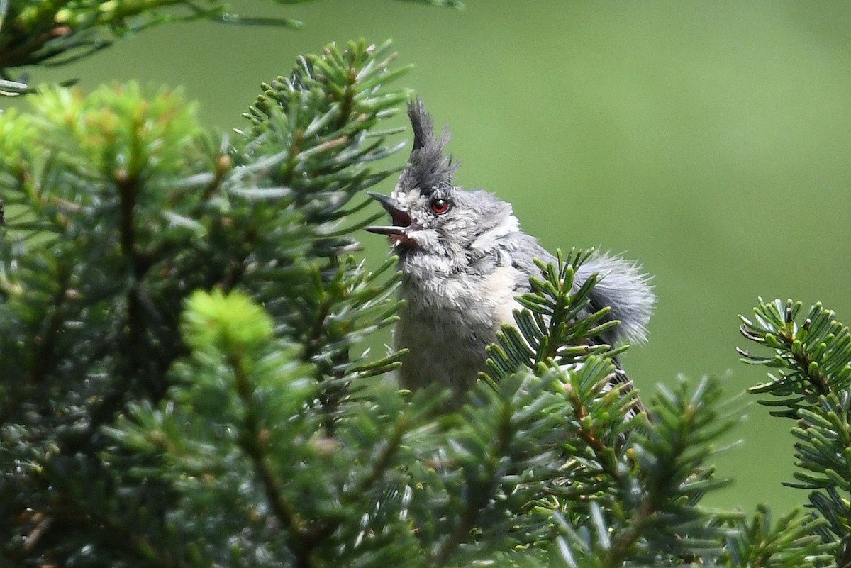 Gray-crested Tit - ML640926196