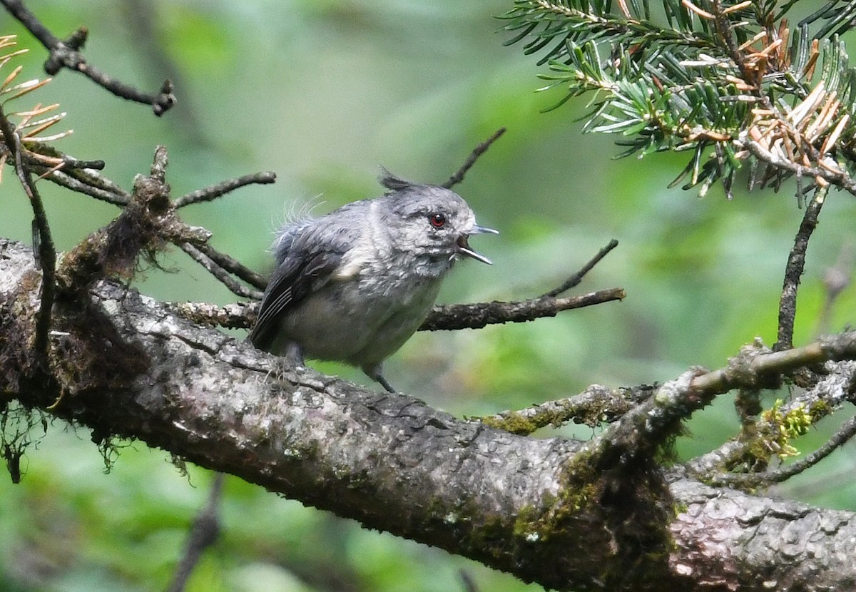 Gray-crested Tit - ML640926206