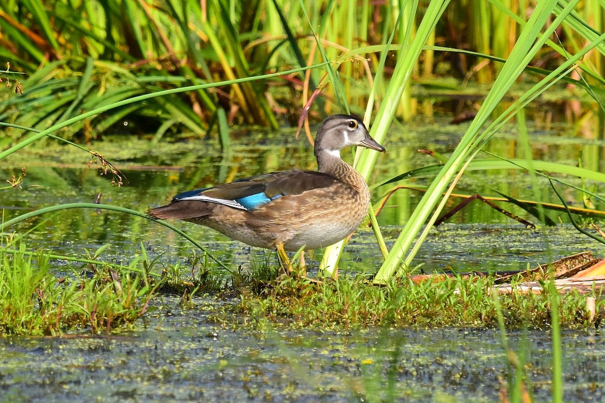 Wood Duck - Joel Trick