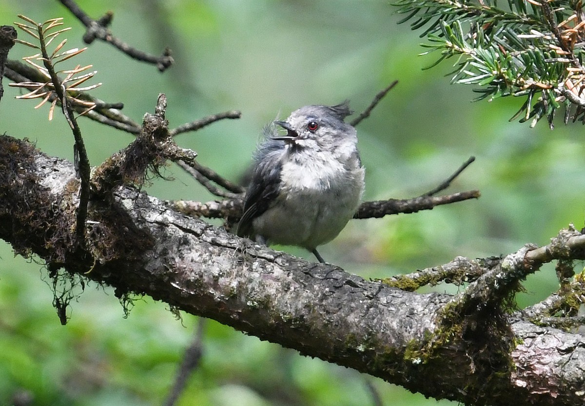 Gray-crested Tit - ML640926214