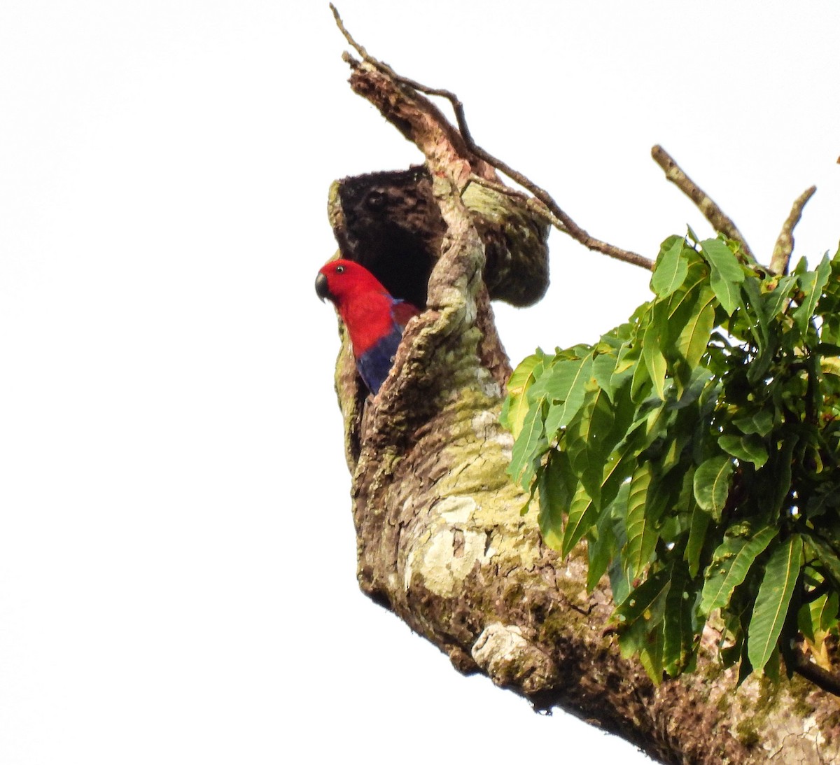 Papuan Eclectus - ML640926225
