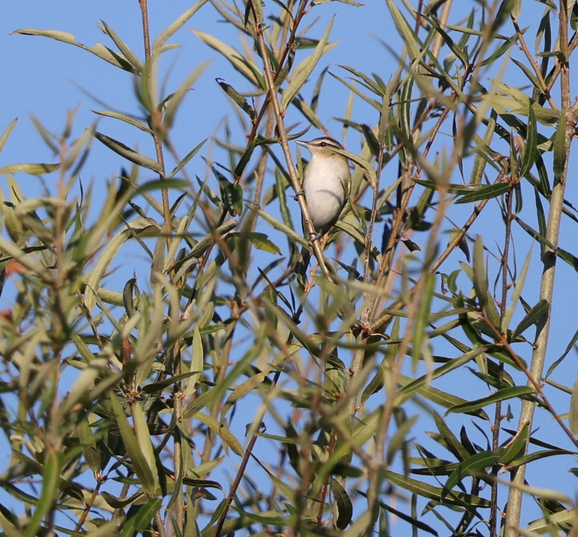 Red-eyed Vireo - ML640926251
