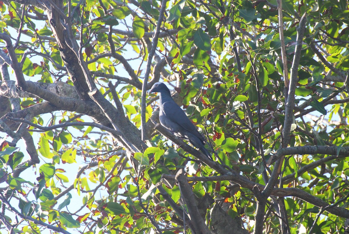White-crowned Pigeon - ML640926261