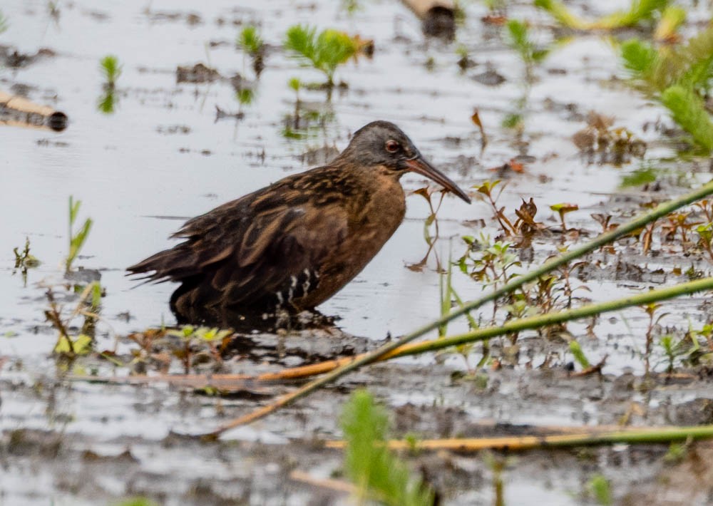 Virginia Rail - ML640926280