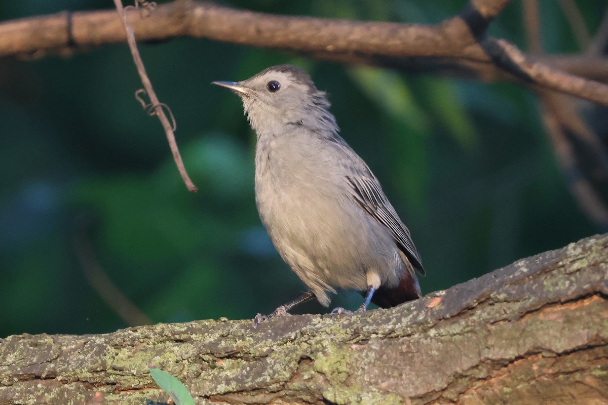 kattespottefugl - ML640926281