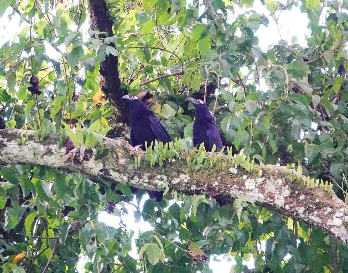 Violaceous Coucal - ML640926282
