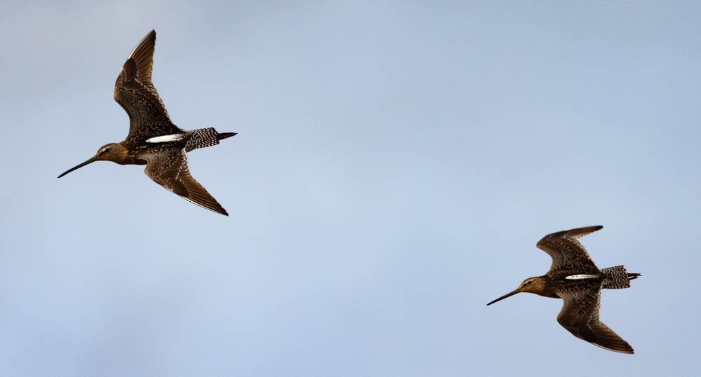 Long-billed Dowitcher - ML640926283