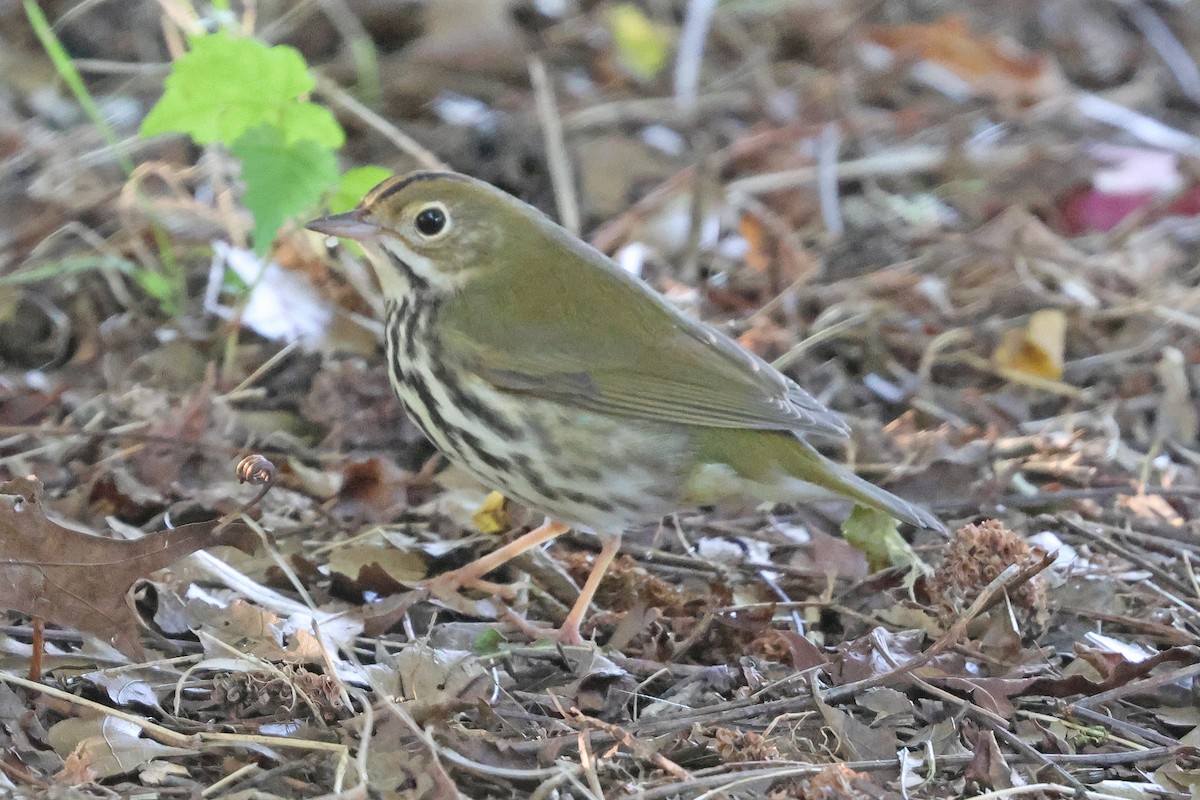ovnparula - ML640926288
