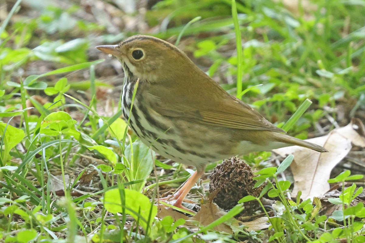 ovnparula - ML640926289