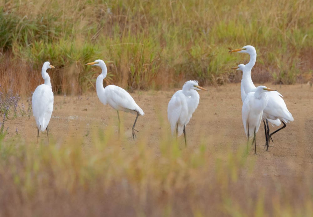 Great Egret - ML640926307